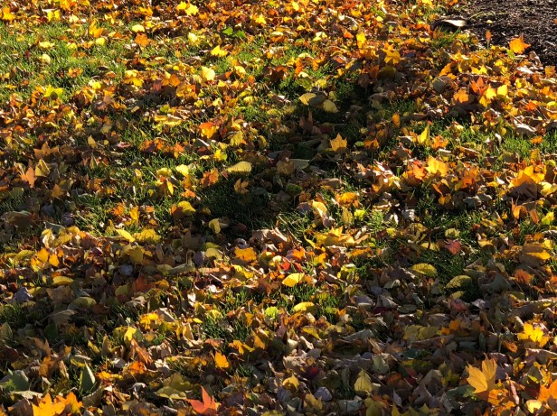 vjlZVSrXRDCzuuiiFUeRTg